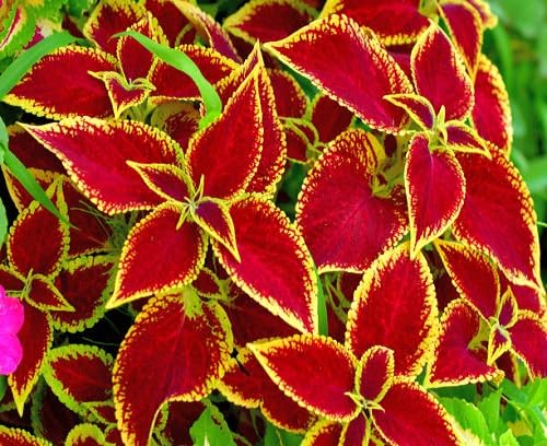 coleus flower heirloom non-gmo seeds