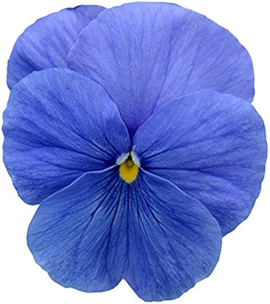 blue pansy flower seeds
