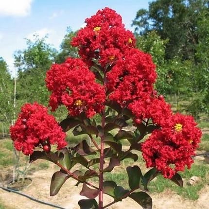 Red Lagerstroemia Flower Seeds – Heirloom, Non-GMO, High Germination Organic Garden Seeds for Planting