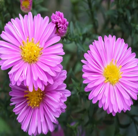 pink aster flower seeds