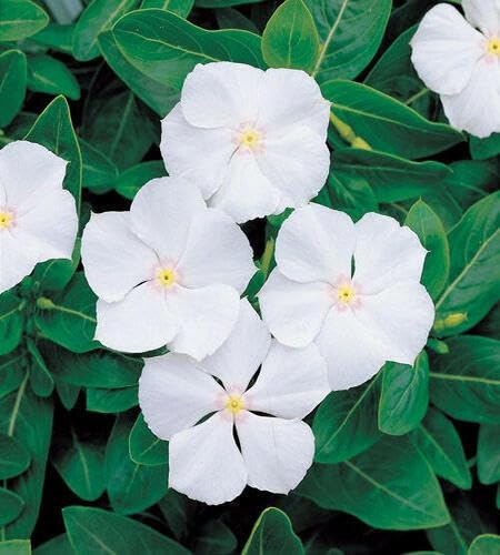 White Vinca Flower Seeds Heirloom Non-GMO High Germination Organic Garden Seeds