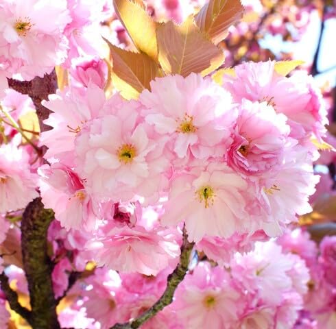 Pink Cerasus Serrulata Flower Seeds Heirloom Non-GMO High Germination Organic Garden Seeds for Planting