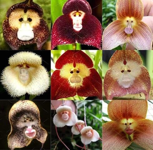 mixed monkeyface flower seeds