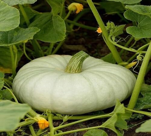 Pumpkin Green White Seeds – Heirloom, Non-GMO, High Germination Organic Garden Seeds Planting