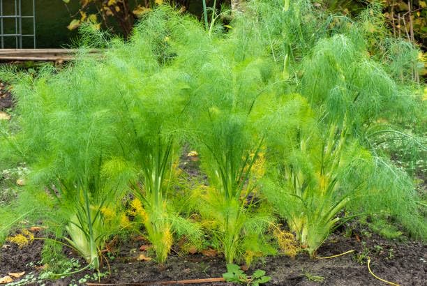 Perennial Dill Plant Seeds Heirloom Non-GMO High Germination Organic Garden Seeds