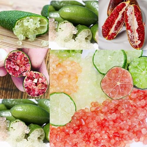 Mixed Finger Limes Citrus Fruit Seeds – Heirloom, Non-GMO, High Germination Organic Garden Seeds