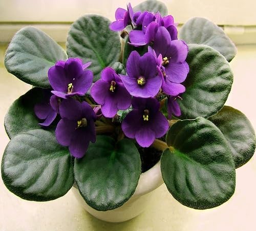 Saintpaulia Ionantha Flower Seeds – Heirloom Non-GMO High Germination Organic Garden Seeds