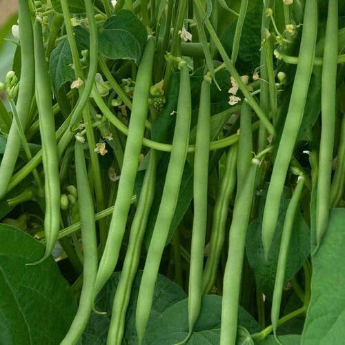 Green Bean Seeds – Heirloom, Non-GMO, High Germination Organic Garden Seeds Planting