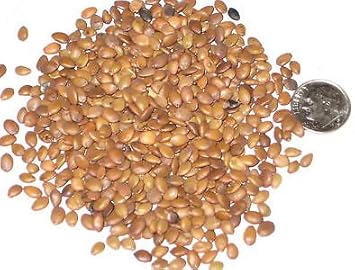brownjudastreeheirloomnongmo flower seeds