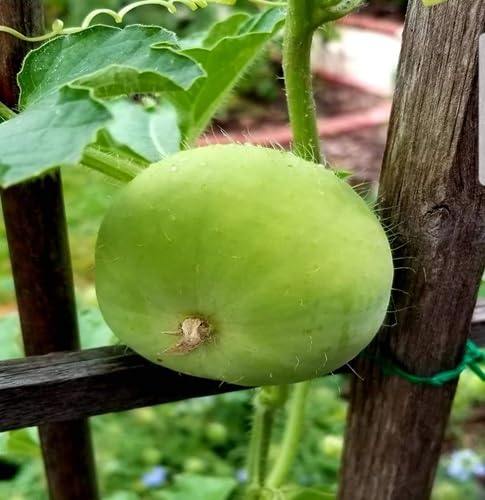 Tinda Seeds – Heirloom, Non-GMO, High Germination Organic Garden Seeds Planting