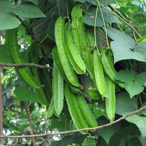 Winged Bean Seeds – Heirloom, Non-GMO, High Germination Organic Garden Seeds Planting