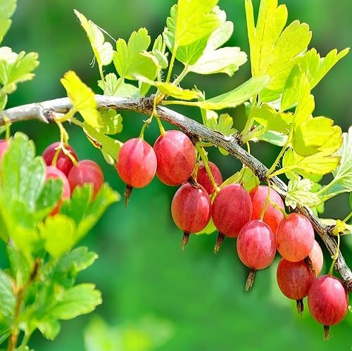 Red Gooseberry Seeds – Heirloom, Non-GMO, High Germination Organic Garden Seeds