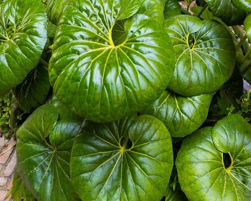 farfugium japonicum green heirloom non-gmo seeds