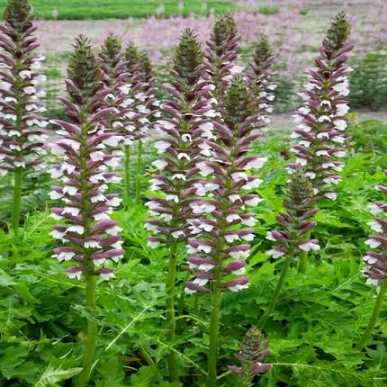 White Acanthus Flower Seeds Heirloom Non-GMO High Germination Organic Garden Seeds