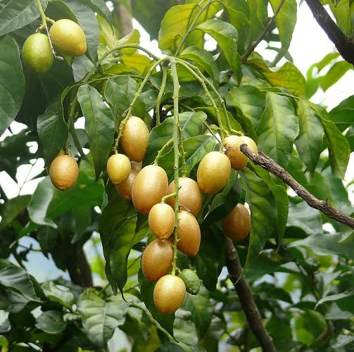 Maroon Caleana Major Flower Seeds – Heirloom, Non-GMO, High Germination Organic Garden Seeds for Planting