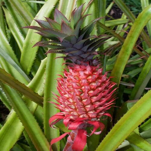 Red Pineapple Seeds – Heirloom, Non-GMO, High Germination Organic Garden Seeds