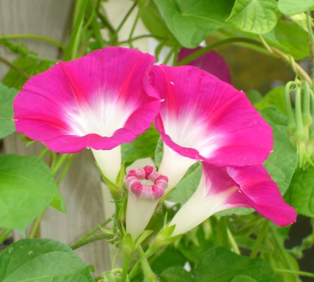 pink new flower seeds