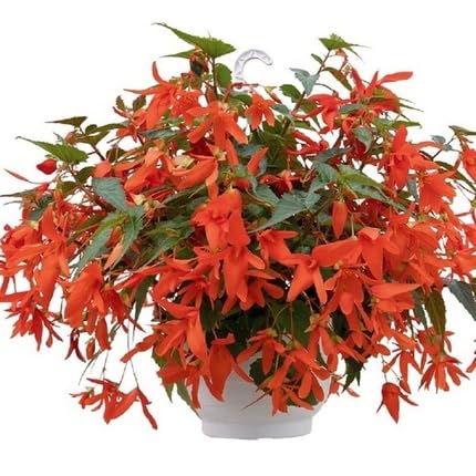 Red Boliviensis Flower Seeds Heirloom Non-GMO High Germination Organic Garden Seeds for Planting