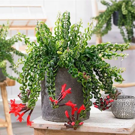 Red Aeschynanthus Radicans Flower Seeds – Heirloom, Non-GMO, High Germination Organic Garden Seeds for Planting