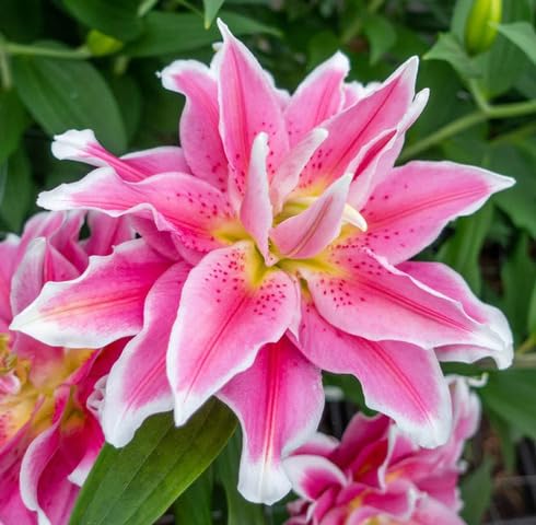 Rosa Roselily Belonica Blumensamen zum Pflanzen – Alte Sorte gentechnikfrei hohe Keimrate Bio-Gartensamen