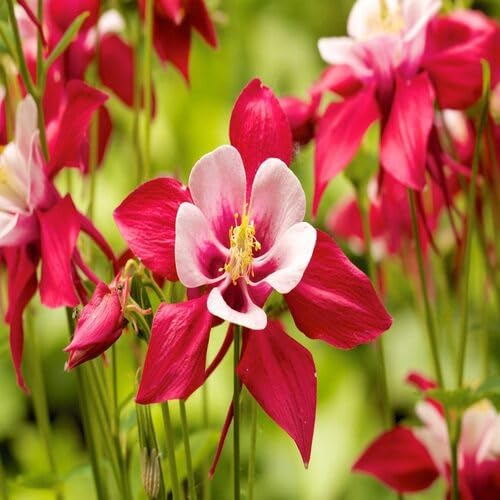 red white flower seeds