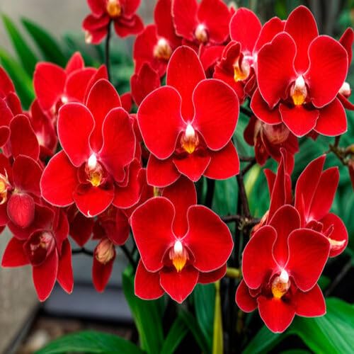 red orchid flower seeds