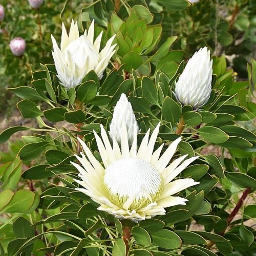 protea flower heirloom non-gmo seeds