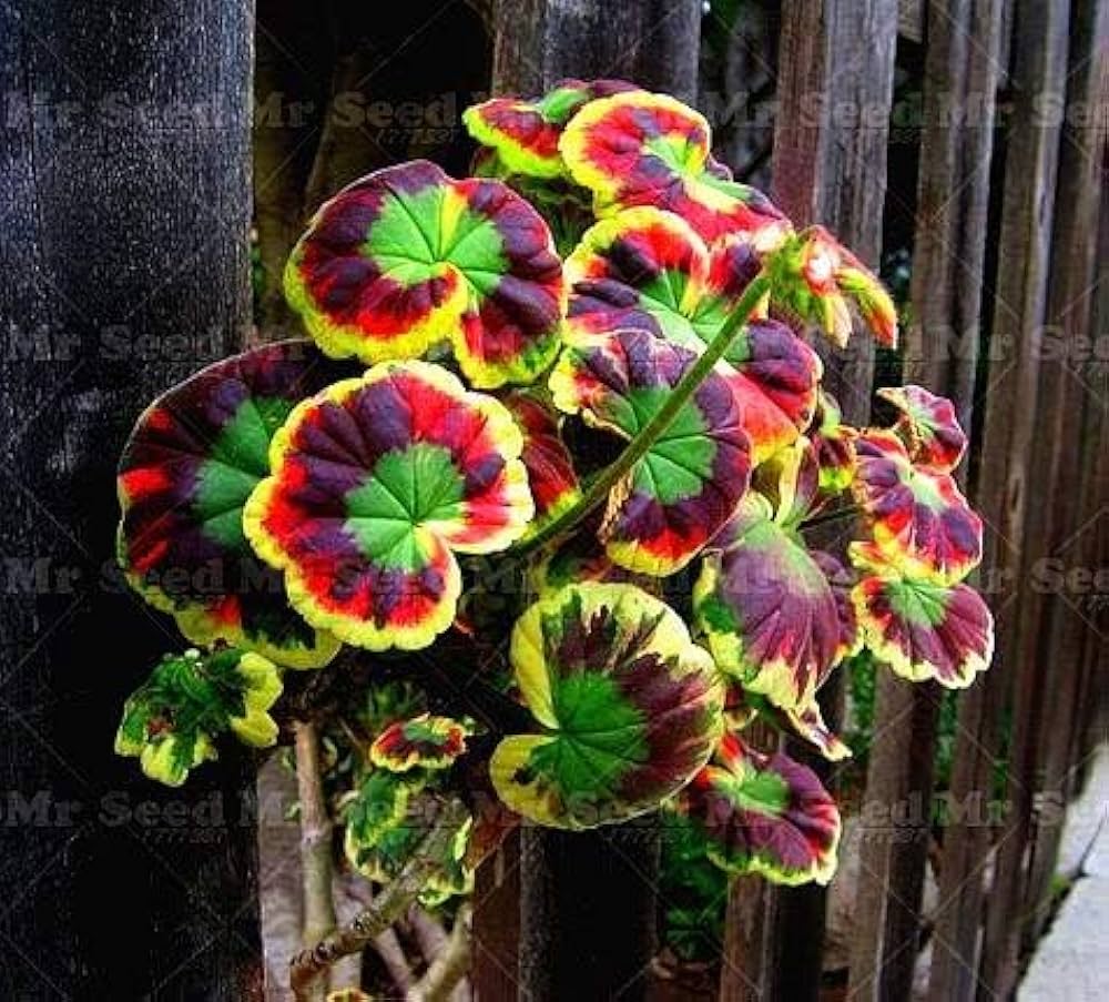geranium mix flower seeds
