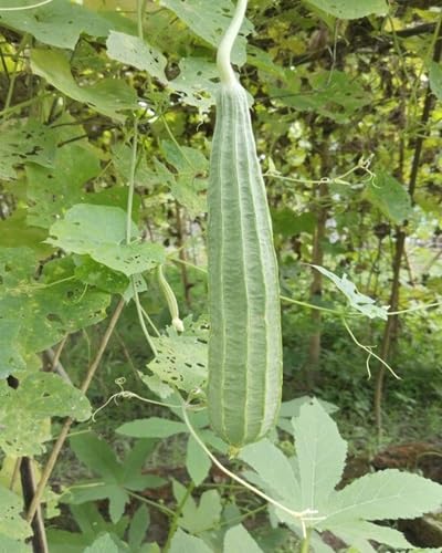 Luffa Gourd Seeds – Heirloom, Non-GMO, High Germination Organic Garden Seeds Planting