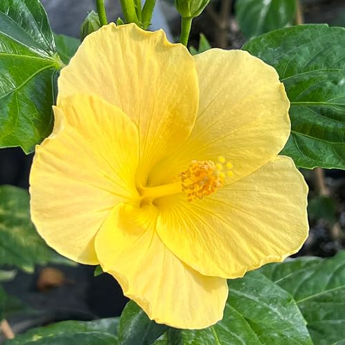yellowhibiscusflowerheirloomnongmo flower seeds