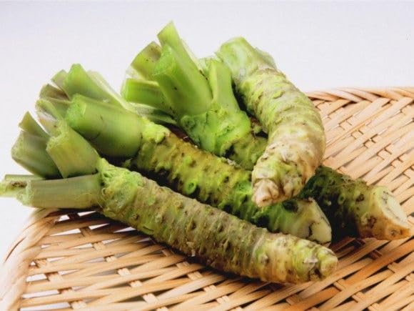Horseradish Seeds – Heirloom, Non-GMO, High Germination Organic Garden Seeds Planting