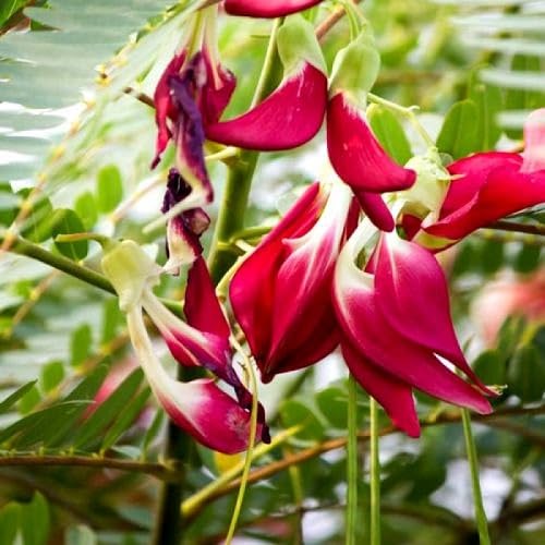 Red Sesbania Grandiflora Flower Seeds for Planting – Heirloom, Non-GMO, High Germination Organic Garden Seeds