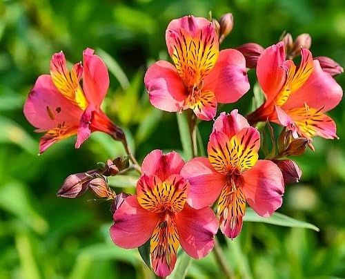 Tabebuia Rosea Seeds for Planting – Heirloom, Non-GMO, High Germination Organic Garden Seeds