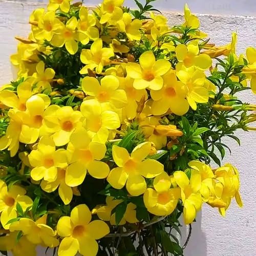 Yellow Allamanda Flower Seeds – Heirloom, Non-GMO, High Germination Organic Garden Seeds for Planting