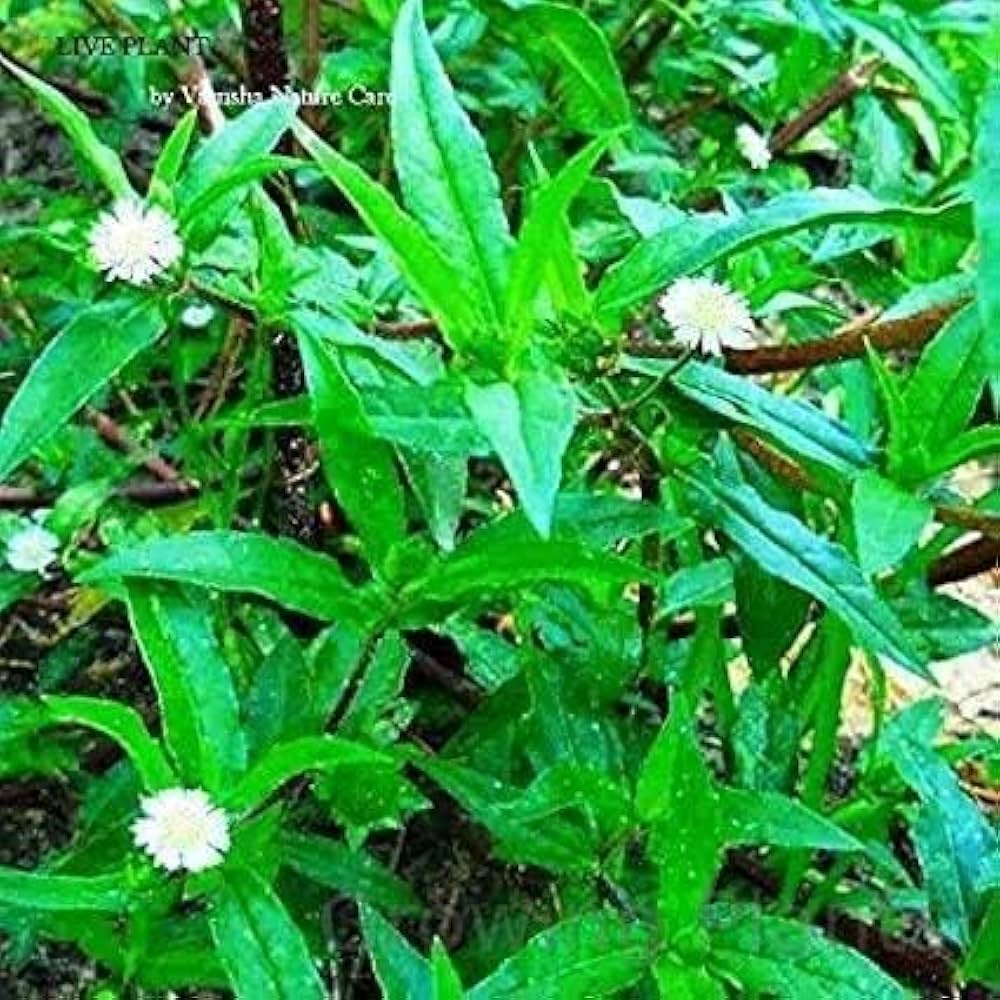 Bhringraj Eclipta herb seeds