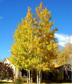 quakingaspenpopulustremuloidesheirloomnongmo flower seeds