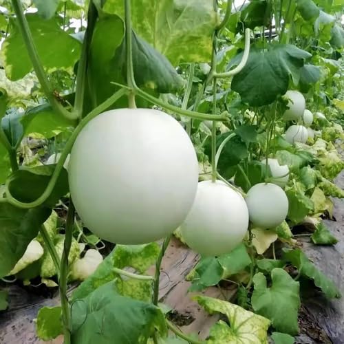 White Musk Melon Seeds Heirloom Non-GMO High Germination Organic Garden Seeds for Planting
