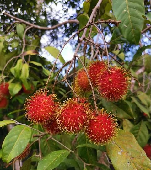Red Rambutan Seeds – Heirloom, Non-GMO, High Germination Organic Garden Seeds