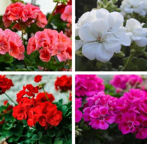 mixed geranium flower seeds