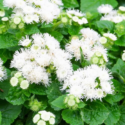 White Ageratum Flower Seeds – Heirloom, Non-GMO, High Germination Organic Garden Seeds for Planting