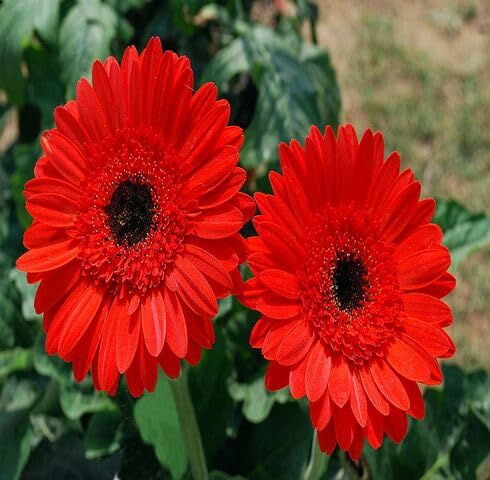 Red Zinnia Flower Seeds – Heirloom Non-GMO High Germination Organic Garden Seeds