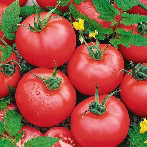 Riesentomate Rot – Alte Sorte, gentechnikfrei, keimstark, Bio-Gartensamen zur Aussaat