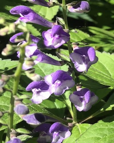 Scutellaria Baicalensis Flower Seeds for Planting – Heirloom, Non-GMO, High Germination Organic Garden Seeds