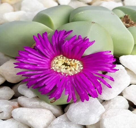 Pink Argyroderma Flower Seeds Heirloom Non-GMO High Germination Organic Garden Seeds for Planting