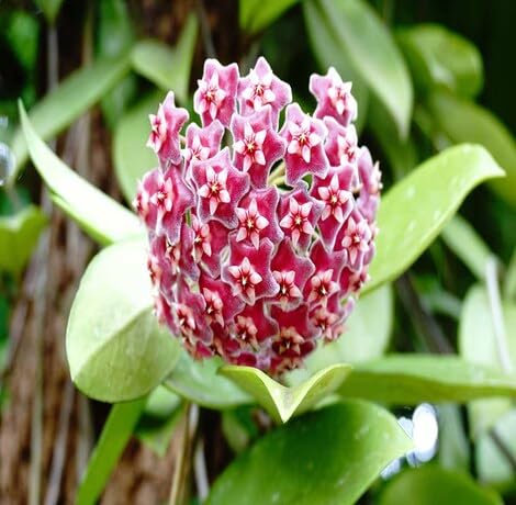 pink light flower seeds