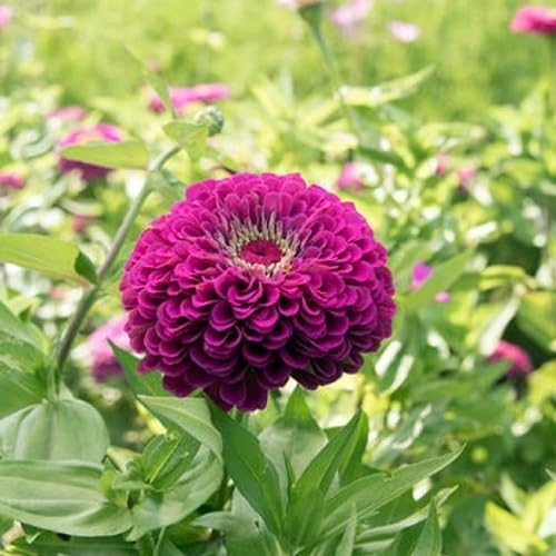 Purple Zinnia Flower Seeds – Heirloom Non-GMO High Germination Organic Garden Seeds