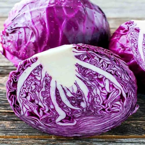 Purple Cabbage Seeds – Heirloom, Non-GMO, High Germination Organic Garden Seeds Planting
