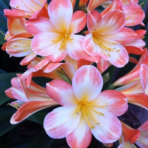 Clivia Flower Seeds Perennial Pink – Heirloom, Non-GMO, High Germination Organic Garden Seeds for Planting Seeds for Planting