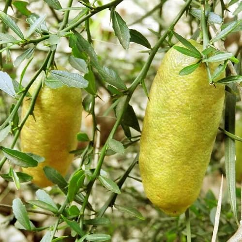 Yellow Finger Lime Seeds – Heirloom, Non-GMO, High Germination Organic Garden Seeds