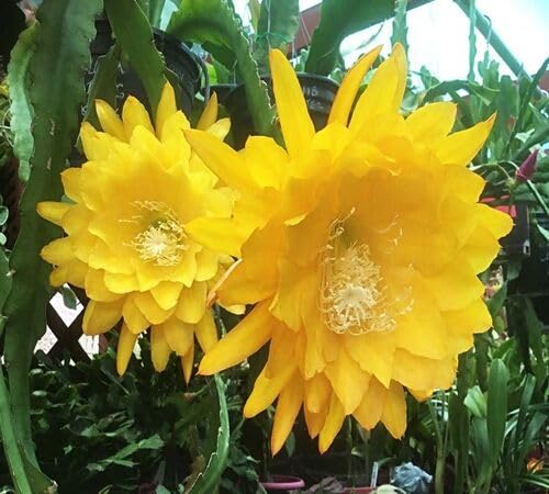 Epiphyllum Yellow Flower Seeds – Heirloom Non-GMO High Germination Organic Seeds
